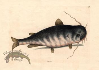 Catesby Fish 5